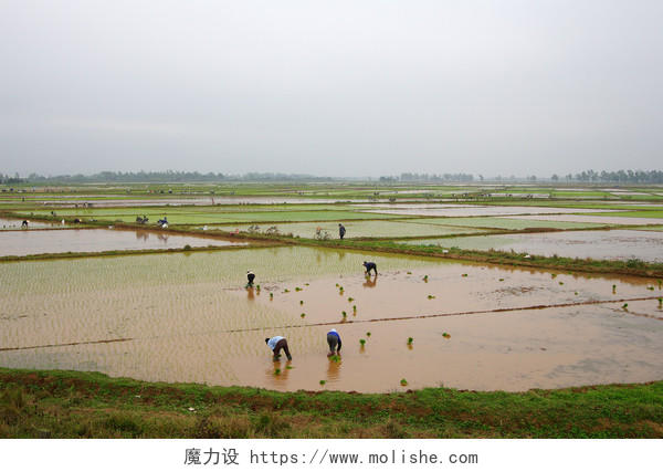 越南农民插秧情景辛苦工作传统二十四节气24节气谷雨二十四节气24节气小满